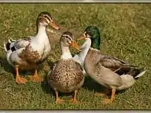 laying eggs in coming winter