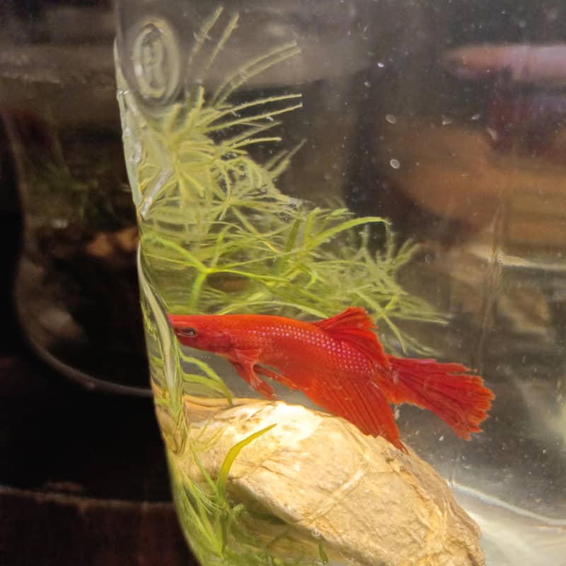 red betta 0
