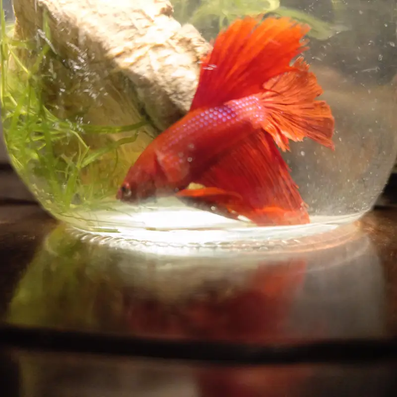 red betta — photo 2