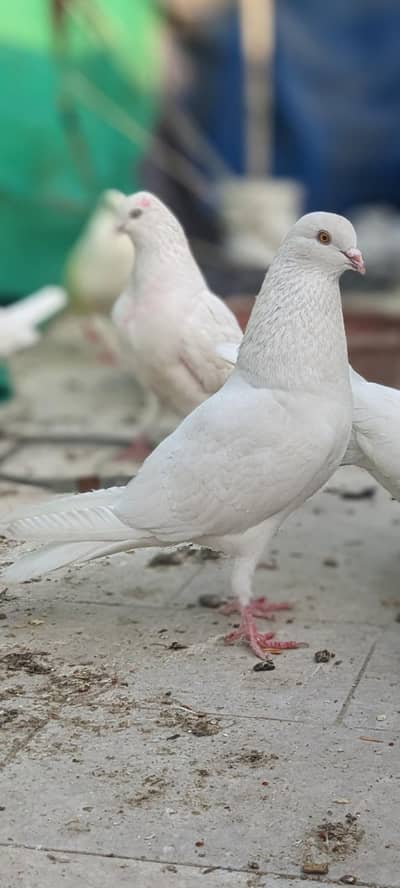 Patti wle Pigeons