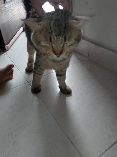 cats male