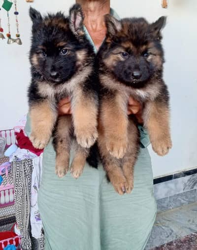 German Shepherd puppy | Gsd | German Shepherd male for sale