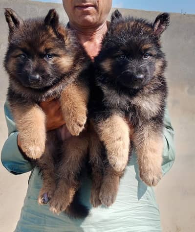 German Shepherd male ,female puppy / triple coated/German Shepherd dog