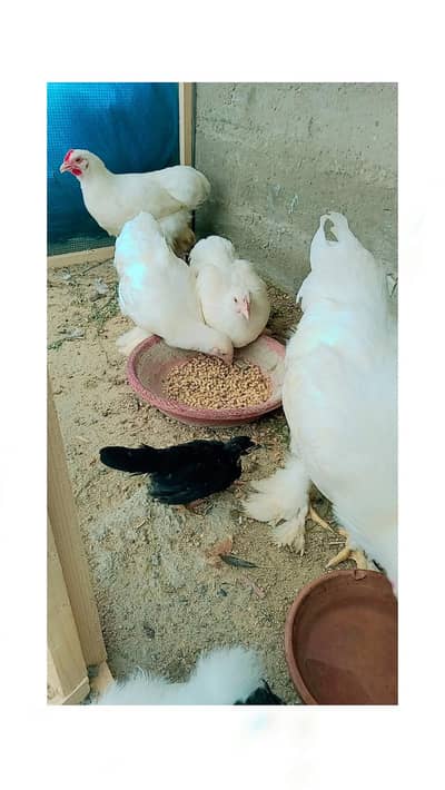 white buff bantam or misri