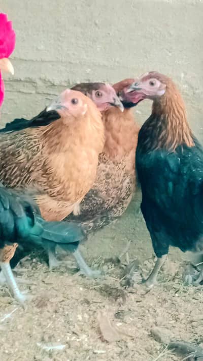 white buff bantam or misri