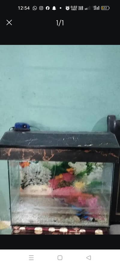 Fish  Aquarium