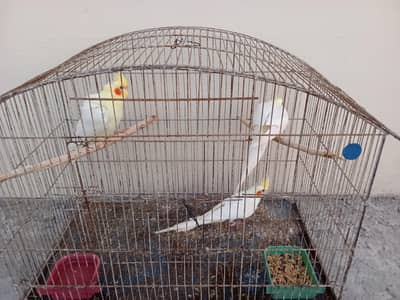 parrots for sales
