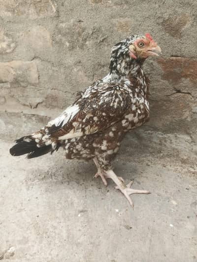 mainwali hens 03335303785