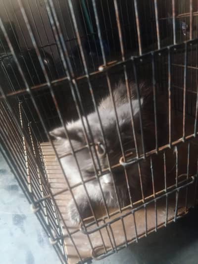 Percian cat for sale very nice