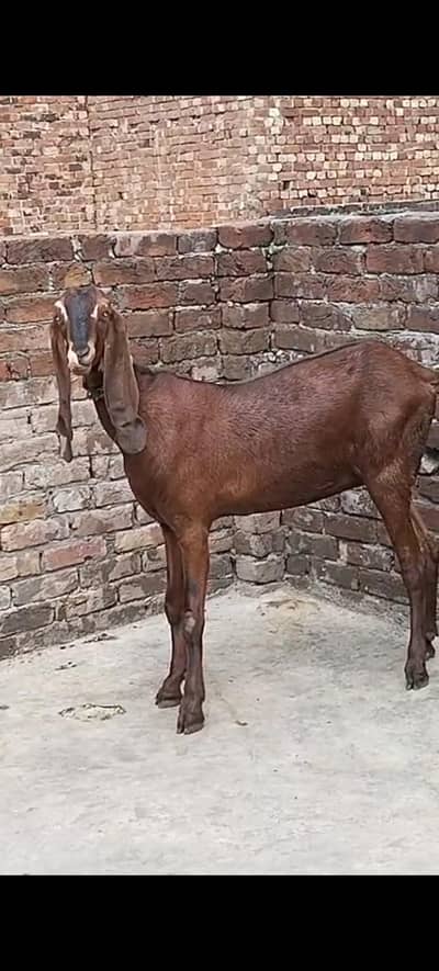 nagri path achi hight length main