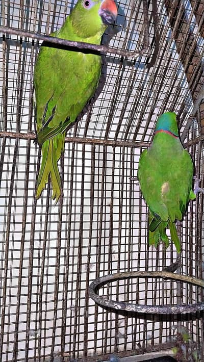 Adult katha parrot for sale