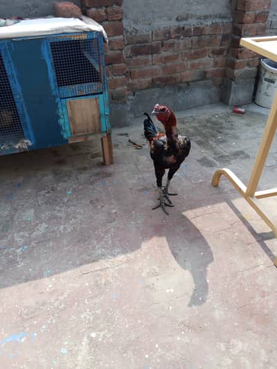 panus pkoya male n dragon female available 03126612828