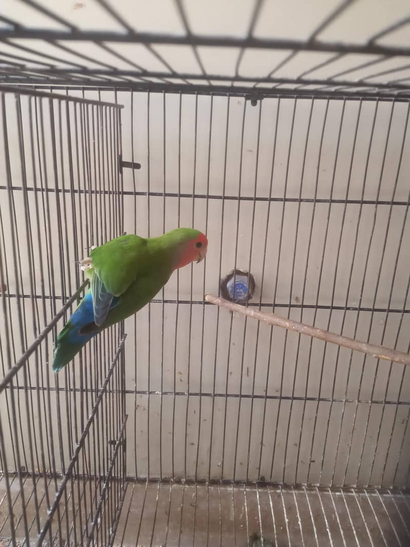 lovebird Split 1