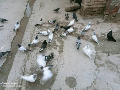 35 Pigeons For Sale