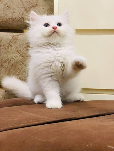 quality male kitten
