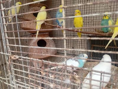 Australian Parrots Home Breeding