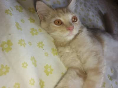 Peach colour Persian kitten