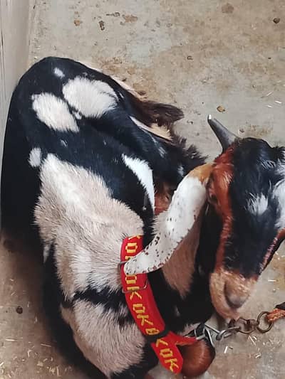 2 Goats  for sale