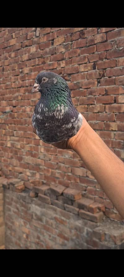 breeder male high quaility