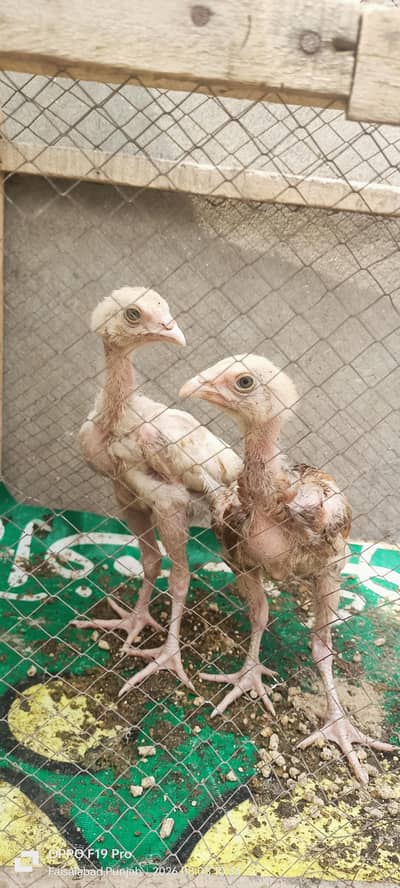 Aseel chicks
