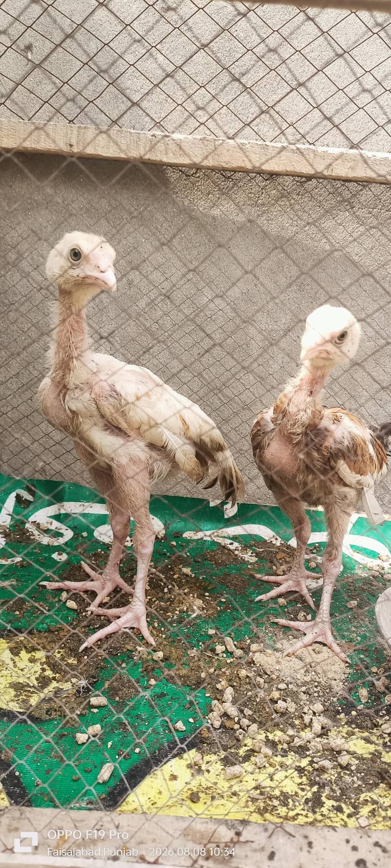 Aseel chicks 1