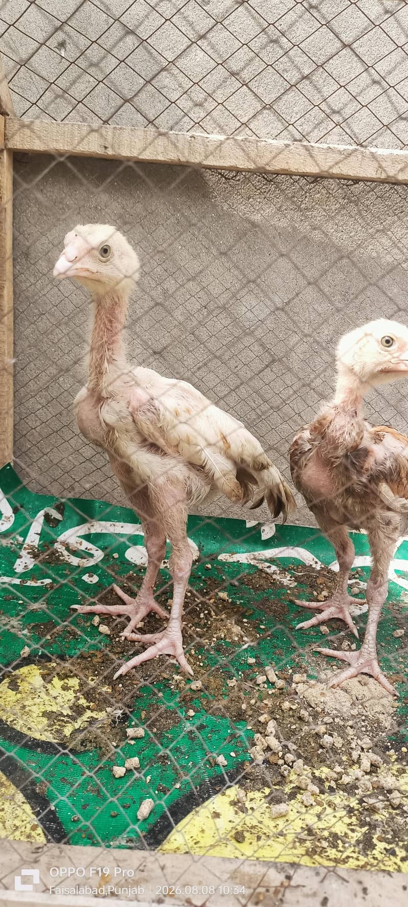 Aseel chicks 2