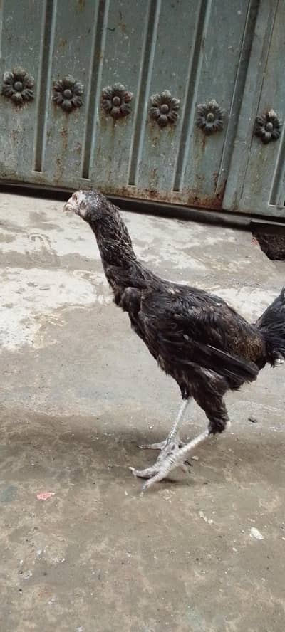 aseel female arjant sale