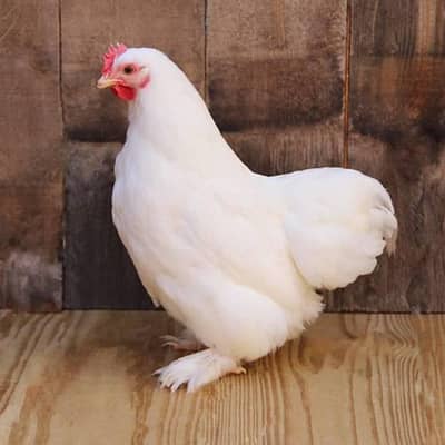 Hens white buff for sale 03077575278