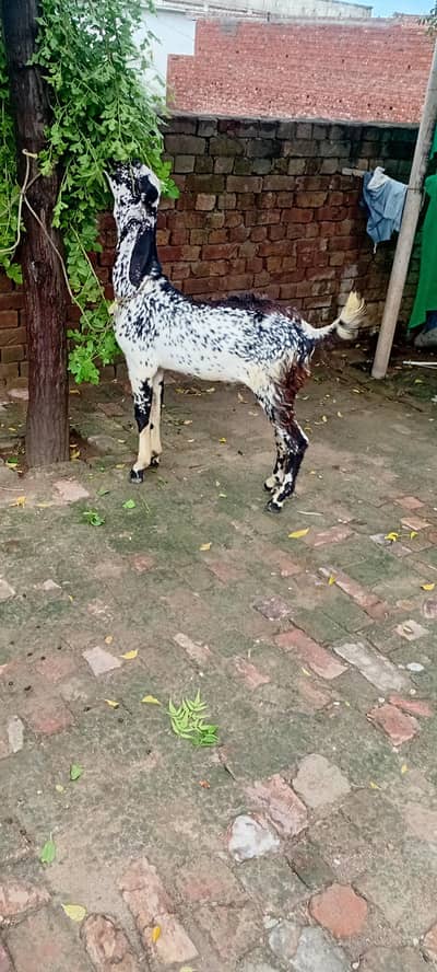 makhichina