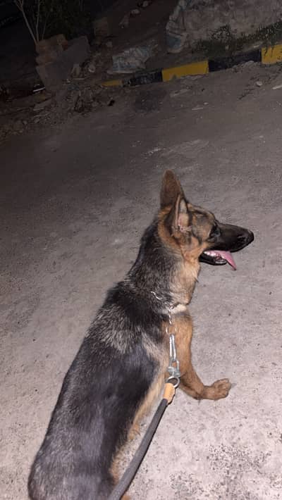German shepherd 12 month female on heat showclass healthy puppy