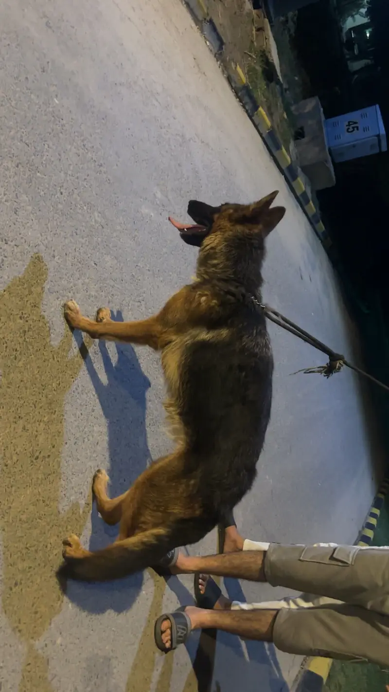 German shepherd 12 month female on heat showclass healthy puppy — photo 2