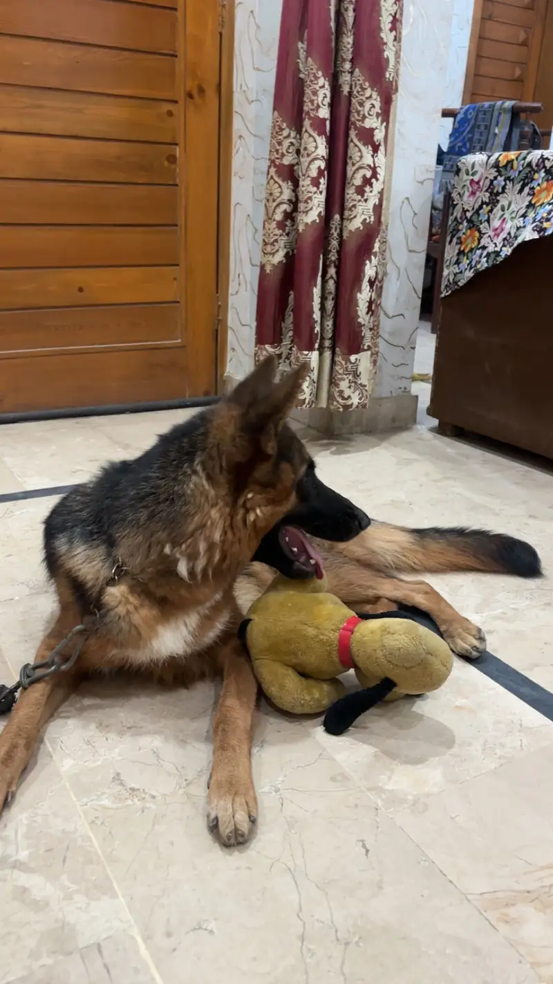 German shepherd 12 month female on heat showclass healthy puppy — photo 3