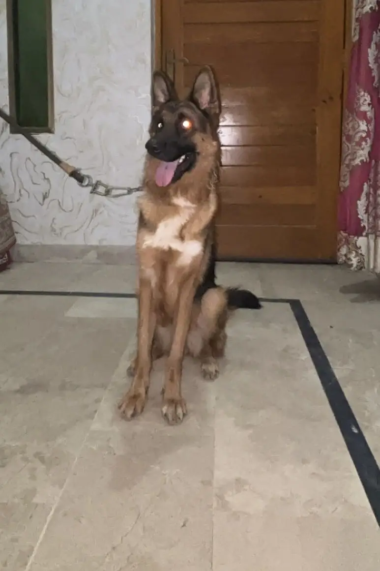 German shepherd 12 month female on heat showclass healthy puppy — photo 5