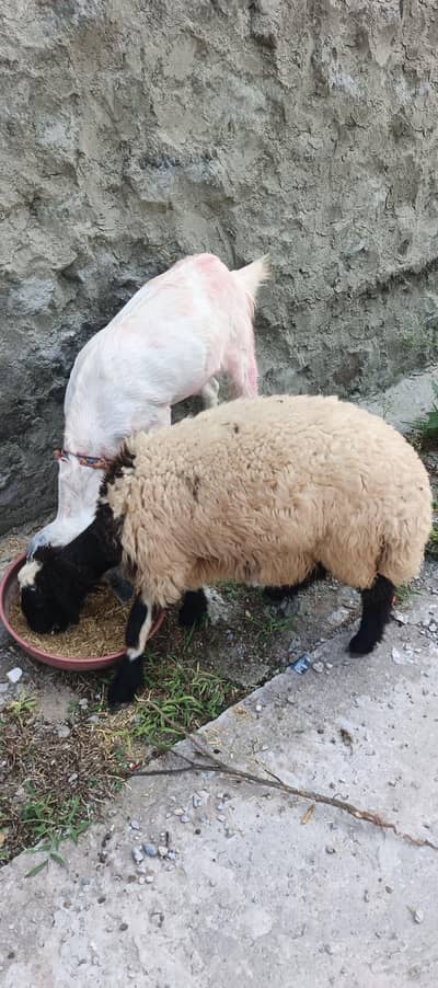 dumba for Sale
