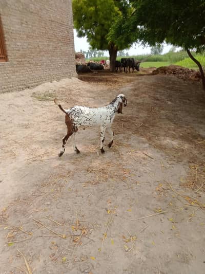 Ak male goat for sale or ak female goat for sale