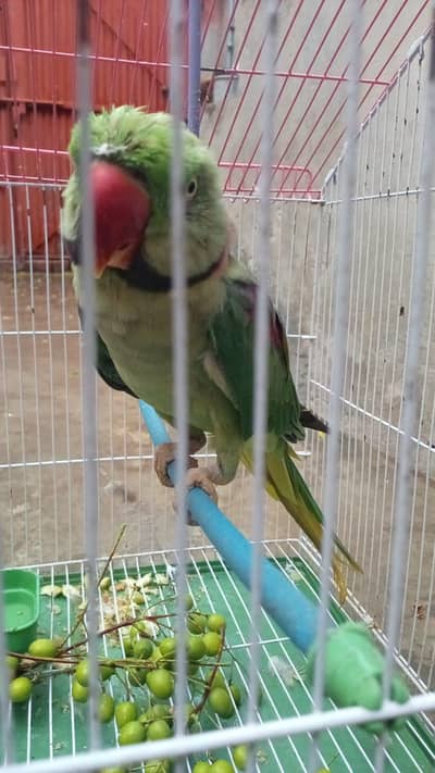 raw parrot for sale