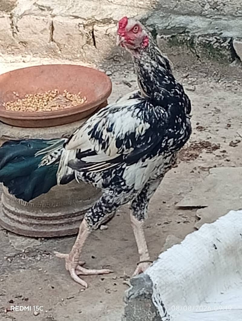 Aseel java murga 1