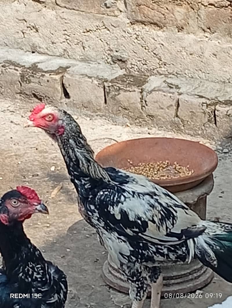 Aseel java murga 2