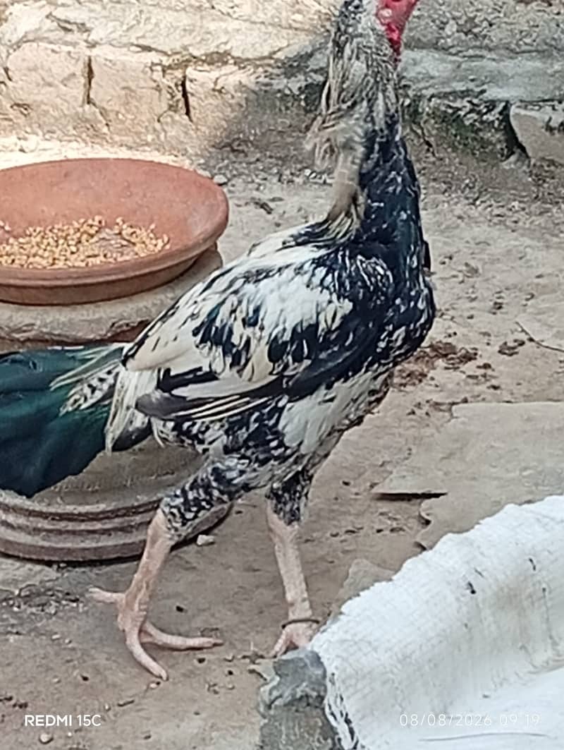 Aseel java murga 3