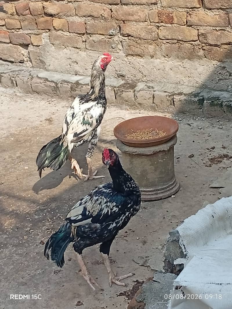 Aseel java murga 4
