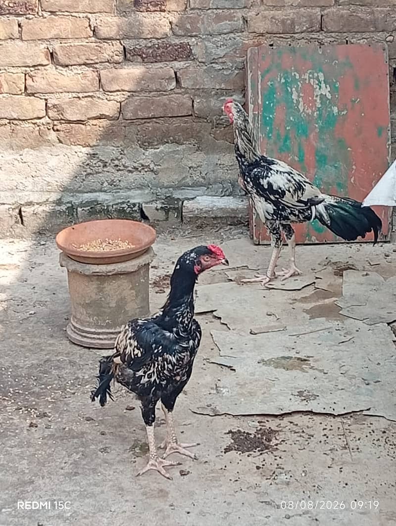 Aseel java murga 5