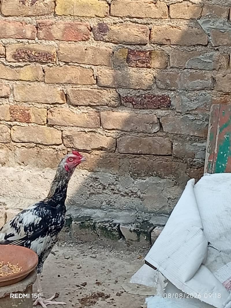 Aseel java murga 6