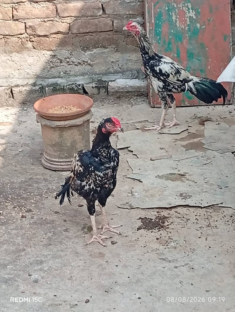 Aseel java murga 7