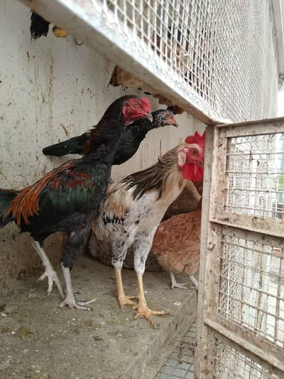 Aseel mix breed