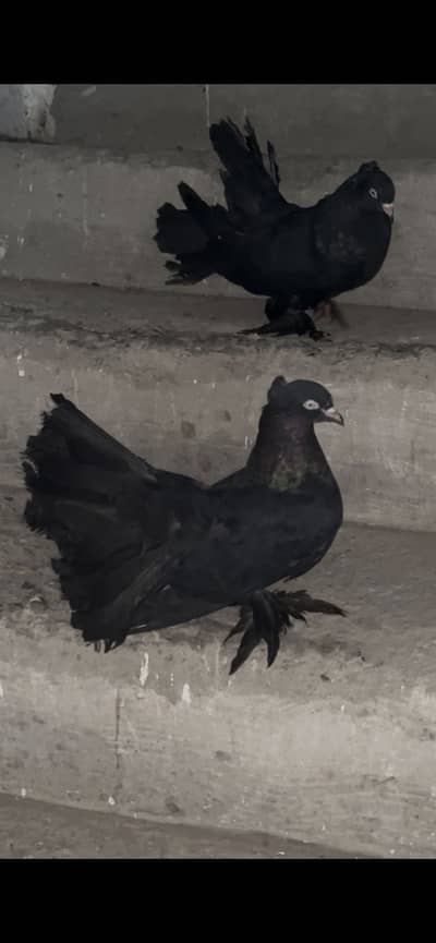 Jet black white eyes quality pair with eggs