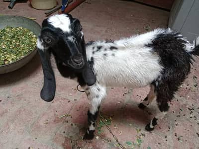 Taddy Bakri White and Black