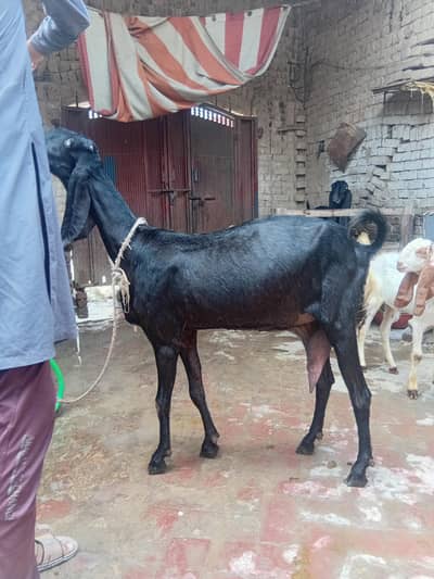 beetal bakri for sale