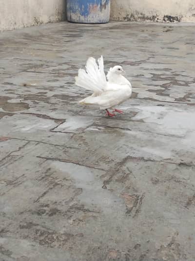 Fancy Lucky Indian Fantail pigeon Female for sale O328l42547O