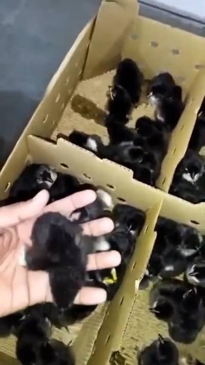 Austrlop chicks