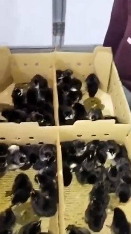 Austrlop chicks 1